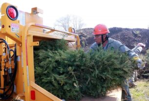 Los gobiernos del Estado de México y Naucalpan reciclan árboles de Navidad