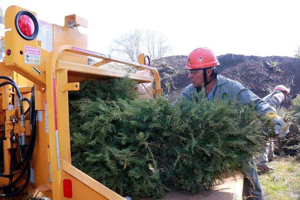 Los gobiernos del Estado de México y Naucalpan reciclan árboles de Navidad