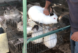 Enfermedad hemorrágica afecta a conejos