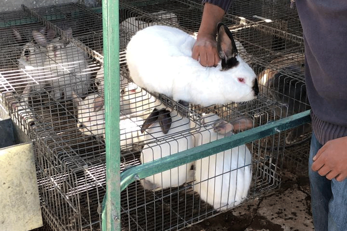 Enfermedad hemorrágica afecta a conejos