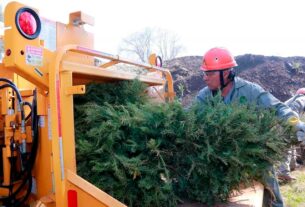 Reciclan árboles de Navidad en Estado de México