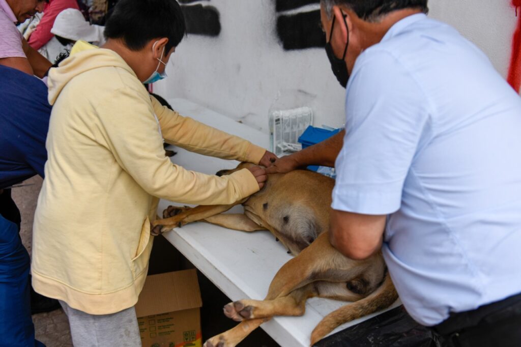 Una perrita es intervenida en Naucalpan para evitar animales sin dueño