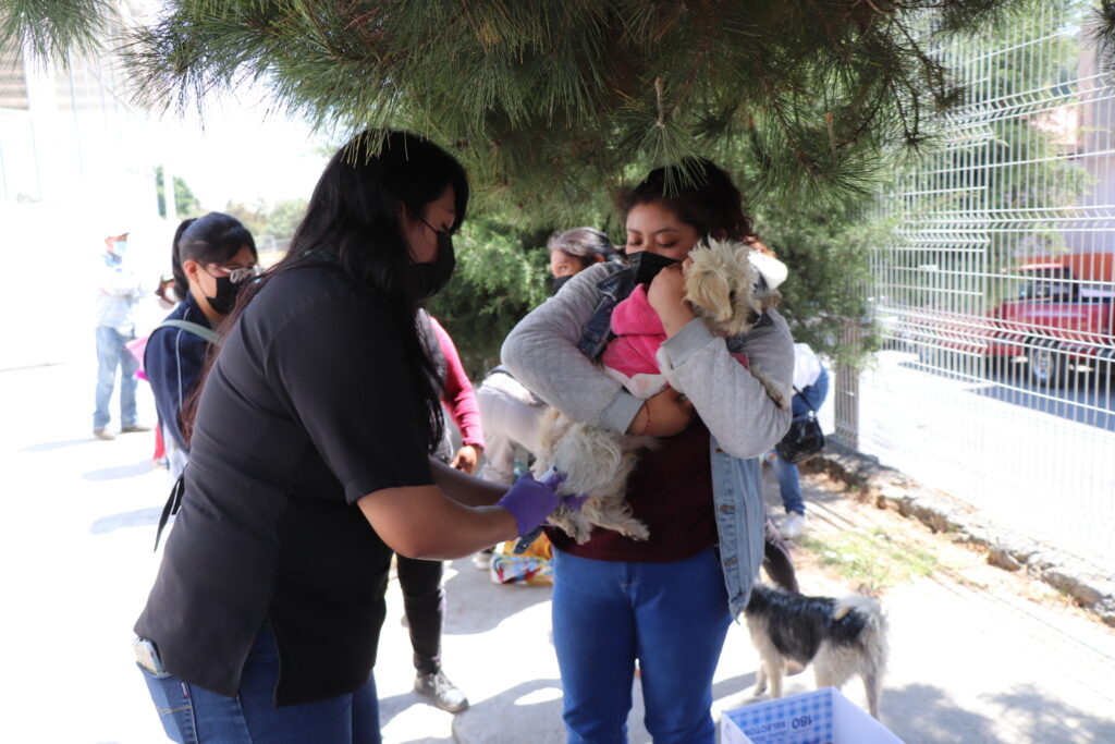 Vacunas y esterilizaciones para perros y gatos en Huixquilucan