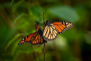 Más de cuatro meses para ver la Mariposa Monarca en el Estado de México