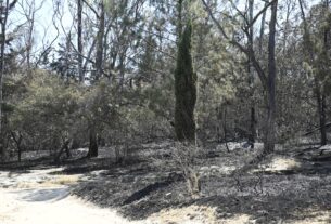 Más de 12 hectáreas de bosque devastadas en Naucalpan