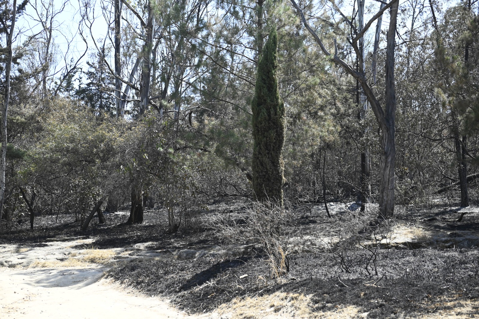 Más de 12 hectáreas de bosque devastadas en Naucalpan
