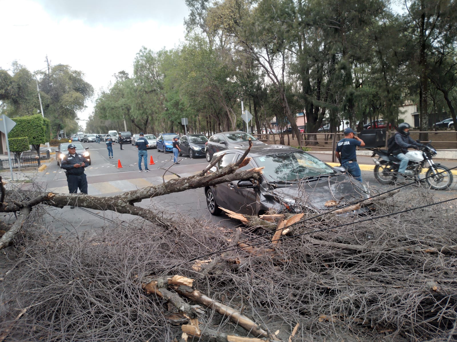 Derrumba árboles el viento en Naucalpan