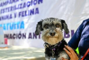 Perro vacunado en Martes Ciudadano