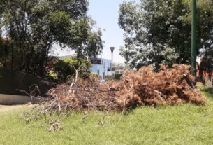 Residuos del derribo de árboles secos en Lomas Verdes