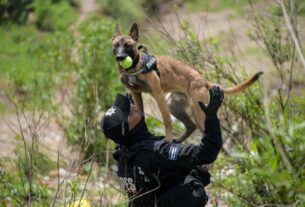 Perro entrenado en Atizapán de Zaragoza para localizar humanos