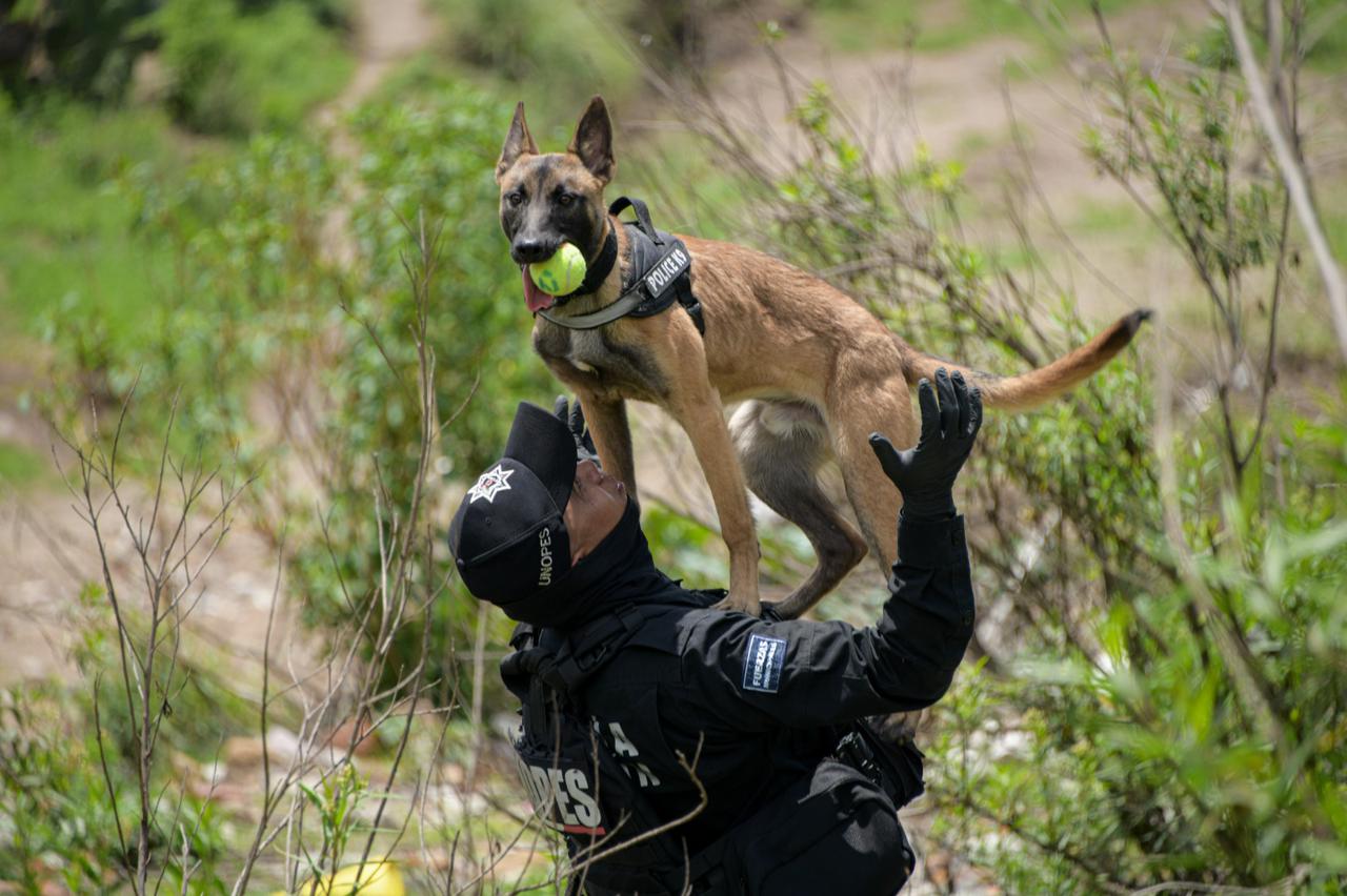 Perro entrenado en Atizapán de Zaragoza para localizar humanos