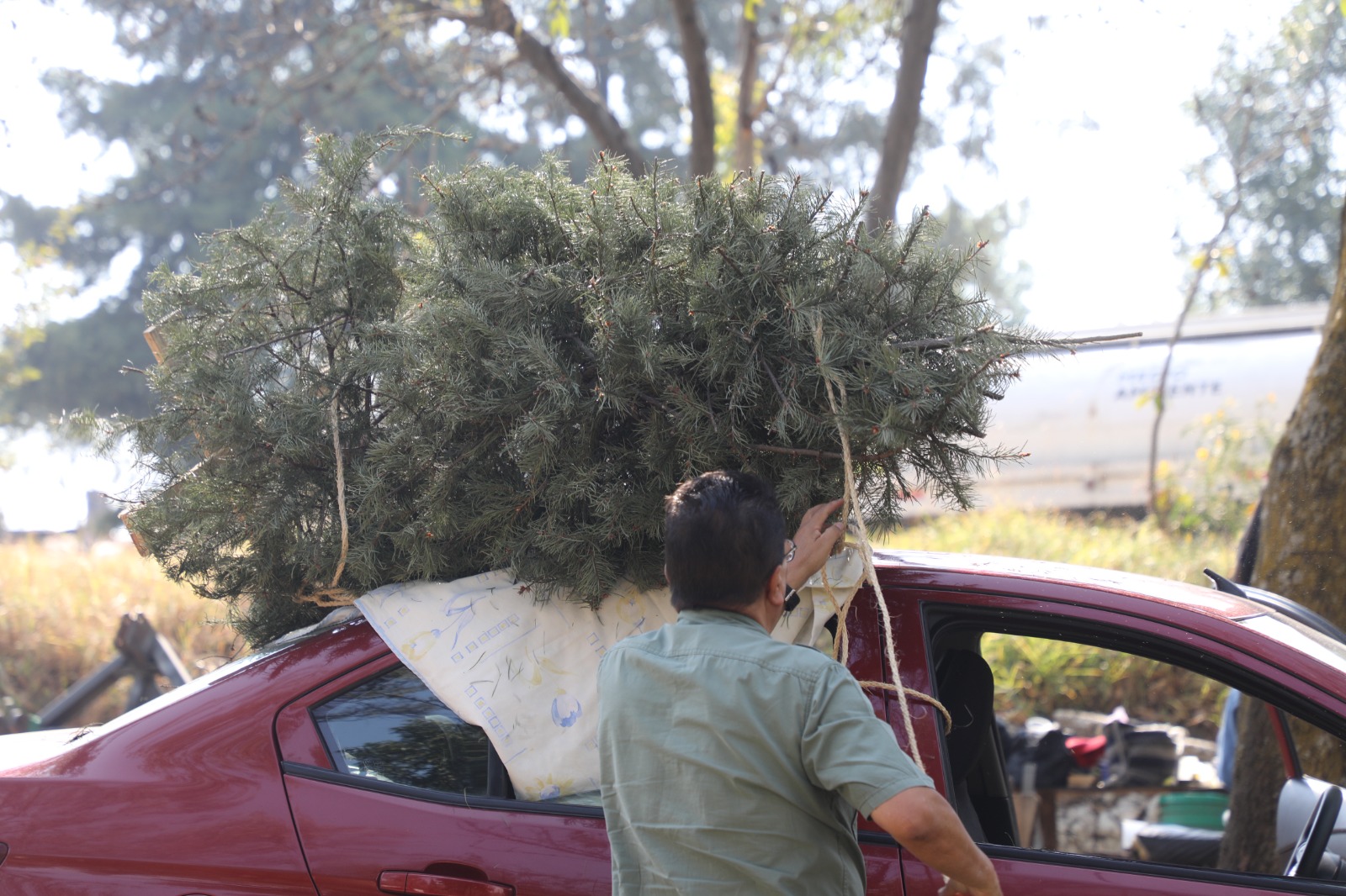 Llegan árboles para reciclar en Parque Naucalli y Dirección de Medio Ambiente de Naucalpan