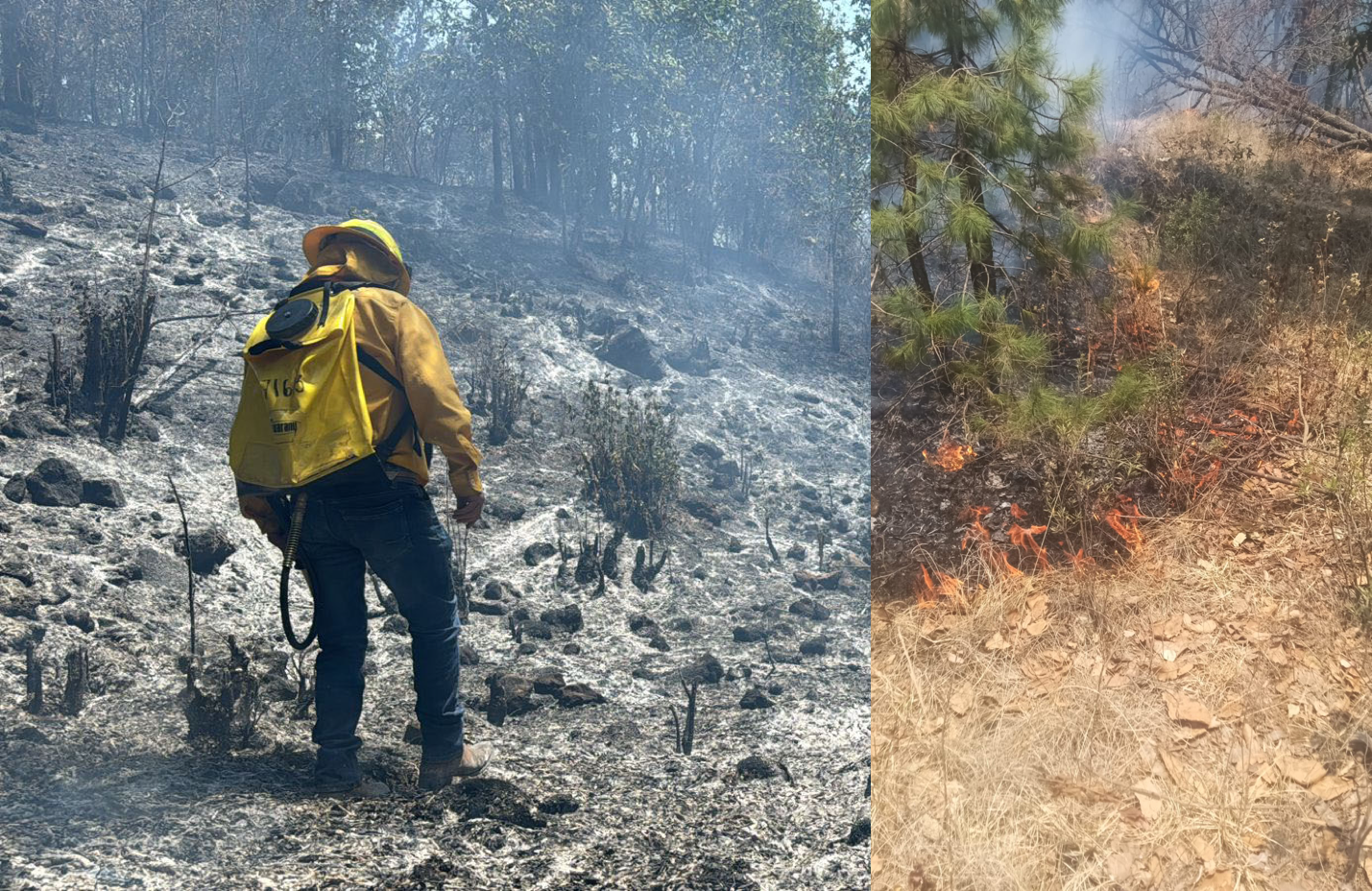 Brigadas de los tres órdenes de gobierno sofocan incendio forestal en Ocuilan y en Naucalpan, bomberos locales