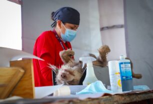 Canes y gatos pueden ser esterilizados en Tlalnepantla
