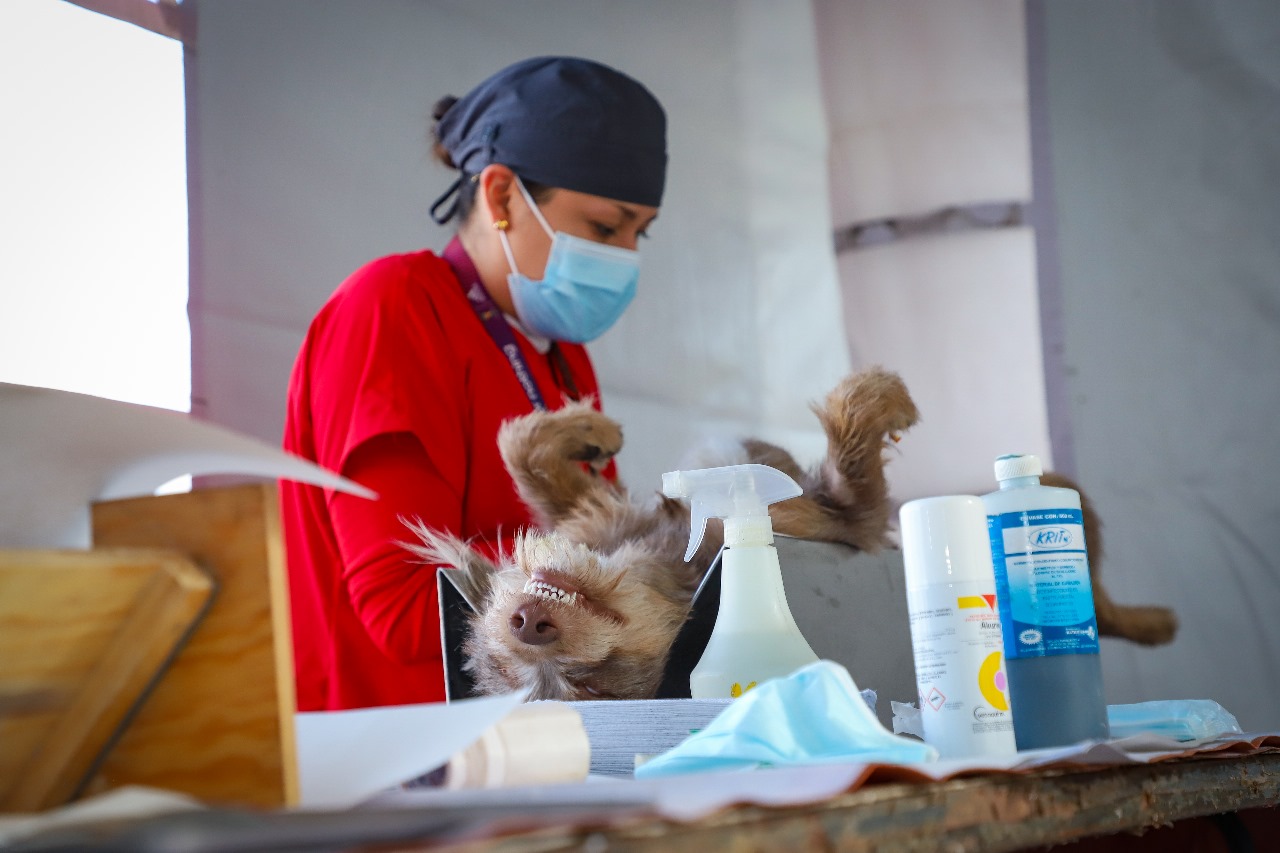 Canes y gatos pueden ser esterilizados en Tlalnepantla