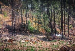 Encuentran tala en bosques de Naucalpan