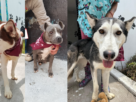 Peludos que podrán llevar a casa en Feria de la Adopción en Tlalnepantla