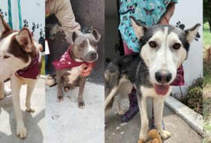 Peludos que podrán llevar a casa en Feria de la Adopción en Tlalnepantla