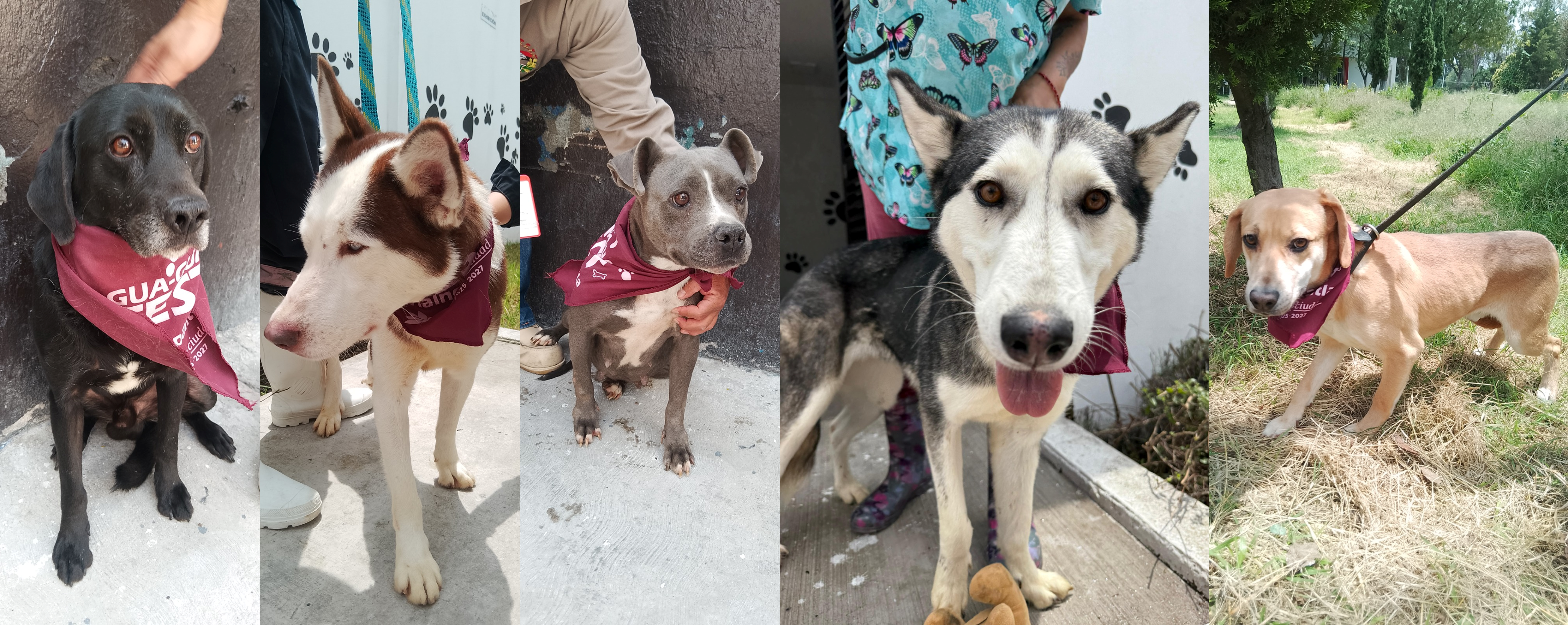 Peludos que podrán llevar a casa en Feria de la Adopción en Tlalnepantla