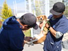 Atención a canes y felinos en Huixquican, donde procuran el bien animal