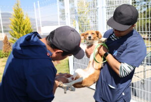 Atención a canes y felinos en Huixquican, donde procuran el bien animal