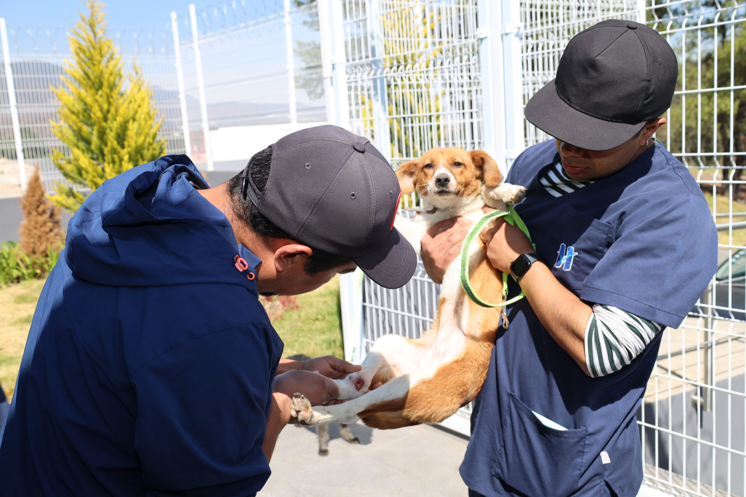Atención a canes y felinos en Huixquican, donde procuran el bien animal