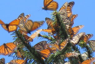 En la punta de oyameles, la mariposa monarca exhibe su grandeza, después de miles de kilómetros en su peregrinar de Canadá a México para aparearse