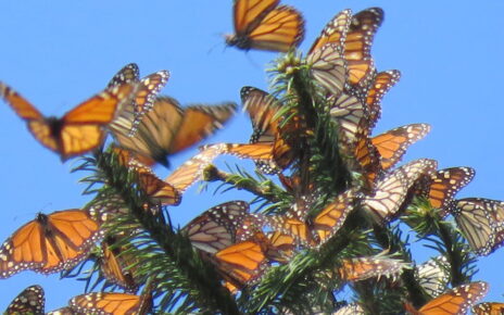 En la punta de oyameles, la mariposa monarca exhibe su grandeza, después de miles de kilómetros en su peregrinar de Canadá a México para aparearse