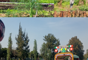 Xochimilco, diversión donde se lucha por preservar la vida