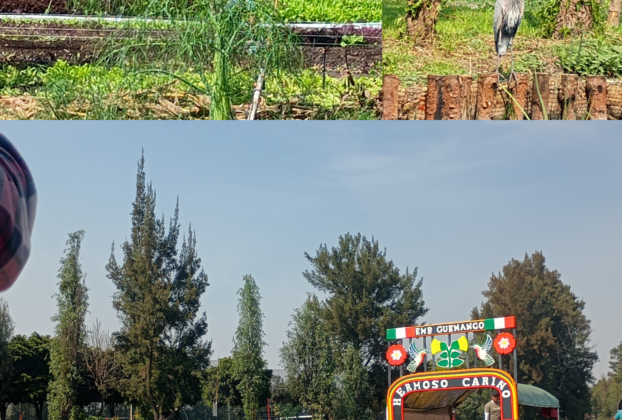 Xochimilco, diversión donde se lucha por preservar la vida