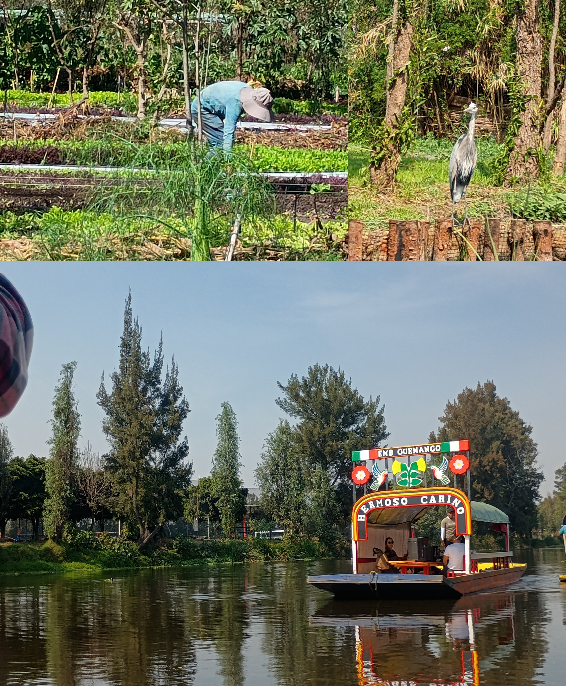 Xochimilco, diversión donde se lucha por preservar la vida
