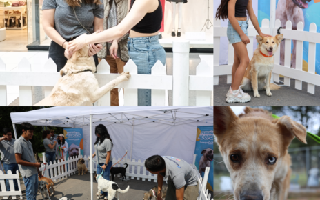 Encuentran hogar para peludos en Huixquilucan