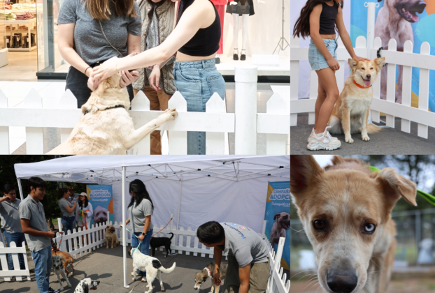 Encuentran hogar para peludos en Huixquilucan