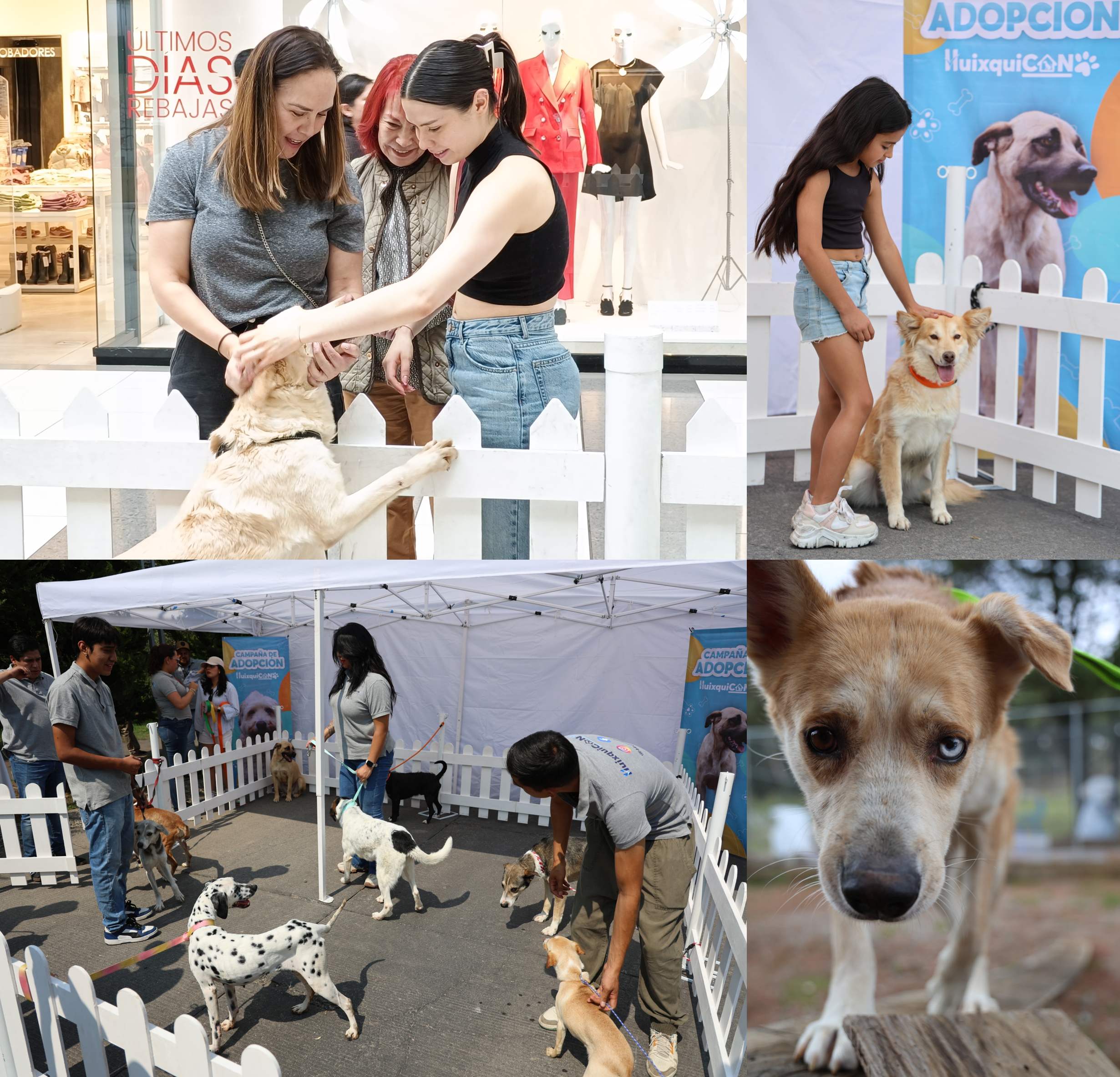 Encuentran hogar para peludos en Huixquilucan