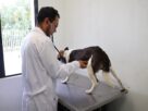Rescatan animales que no recibían atenciones en Atizapán de Zaragoza