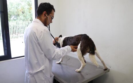 Rescatan animales que no recibían atenciones en Atizapán de Zaragoza