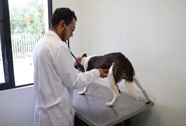 Rescatan animales que no recibían atenciones en Atizapán de Zaragoza
