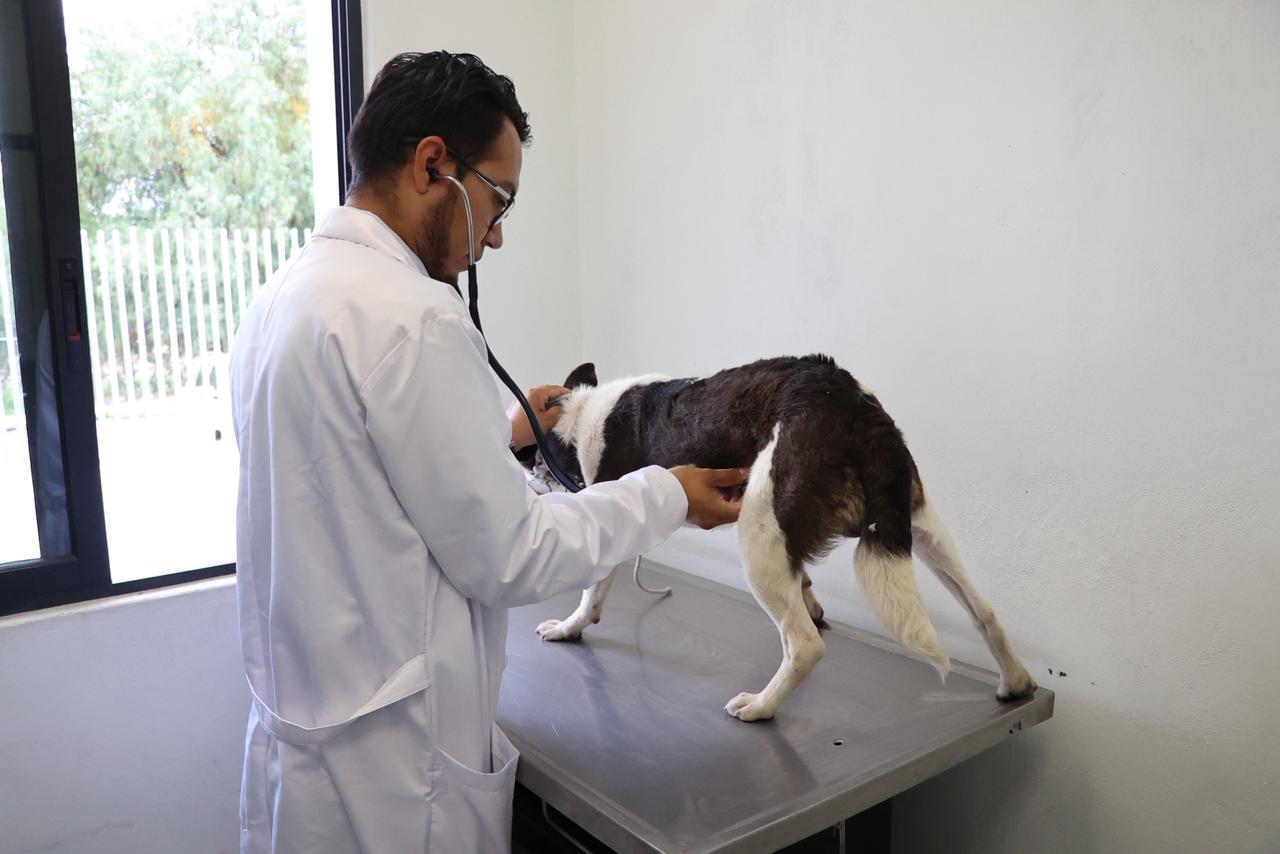 Rescatan animales que no recibían atenciones en Atizapán de Zaragoza