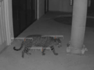 Brigadas de PROFEPA, Secretaría de Seguridad y PC buscan con drones a jaguar en Ixtapan de la Sal,