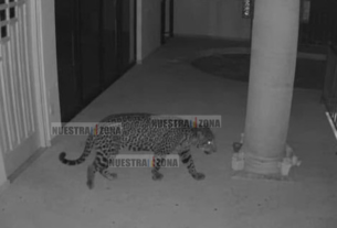Brigadas de PROFEPA, Secretaría de Seguridad y PC buscan con drones a jaguar en Ixtapan de la Sal,