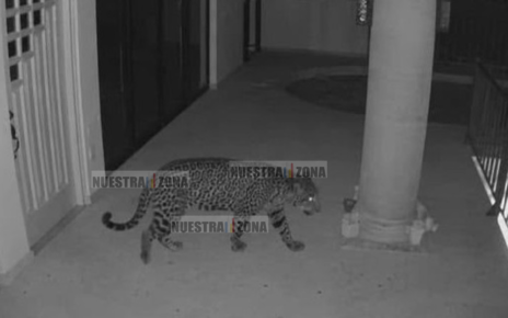 Brigadas de PROFEPA, Secretaría de Seguridad y PC buscan con drones a jaguar en Ixtapan de la Sal,