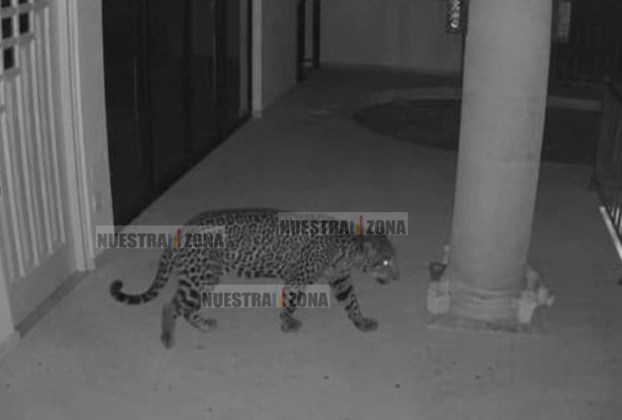 Brigadas de PROFEPA, Secretaría de Seguridad y PC buscan con drones a jaguar en Ixtapan de la Sal,