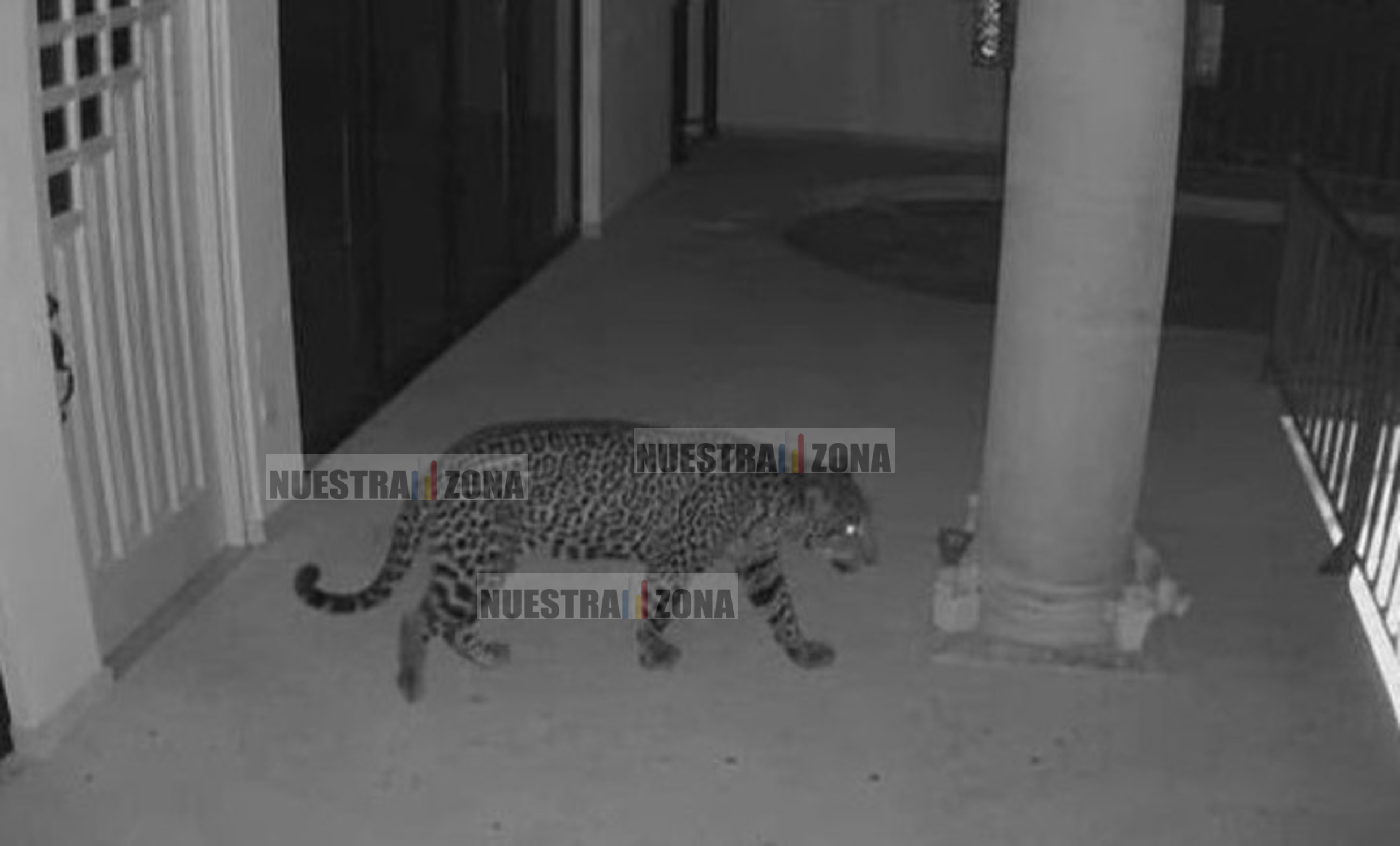 Brigadas de PROFEPA, Secretaría de Seguridad y PC buscan con drones a jaguar en Ixtapan de la Sal,