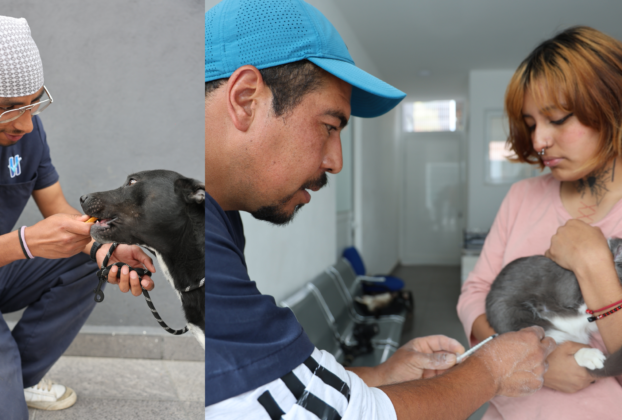 Canes y felinos con mejor vida por atenciones de Huixquican, gobierno de Huixquilucan
