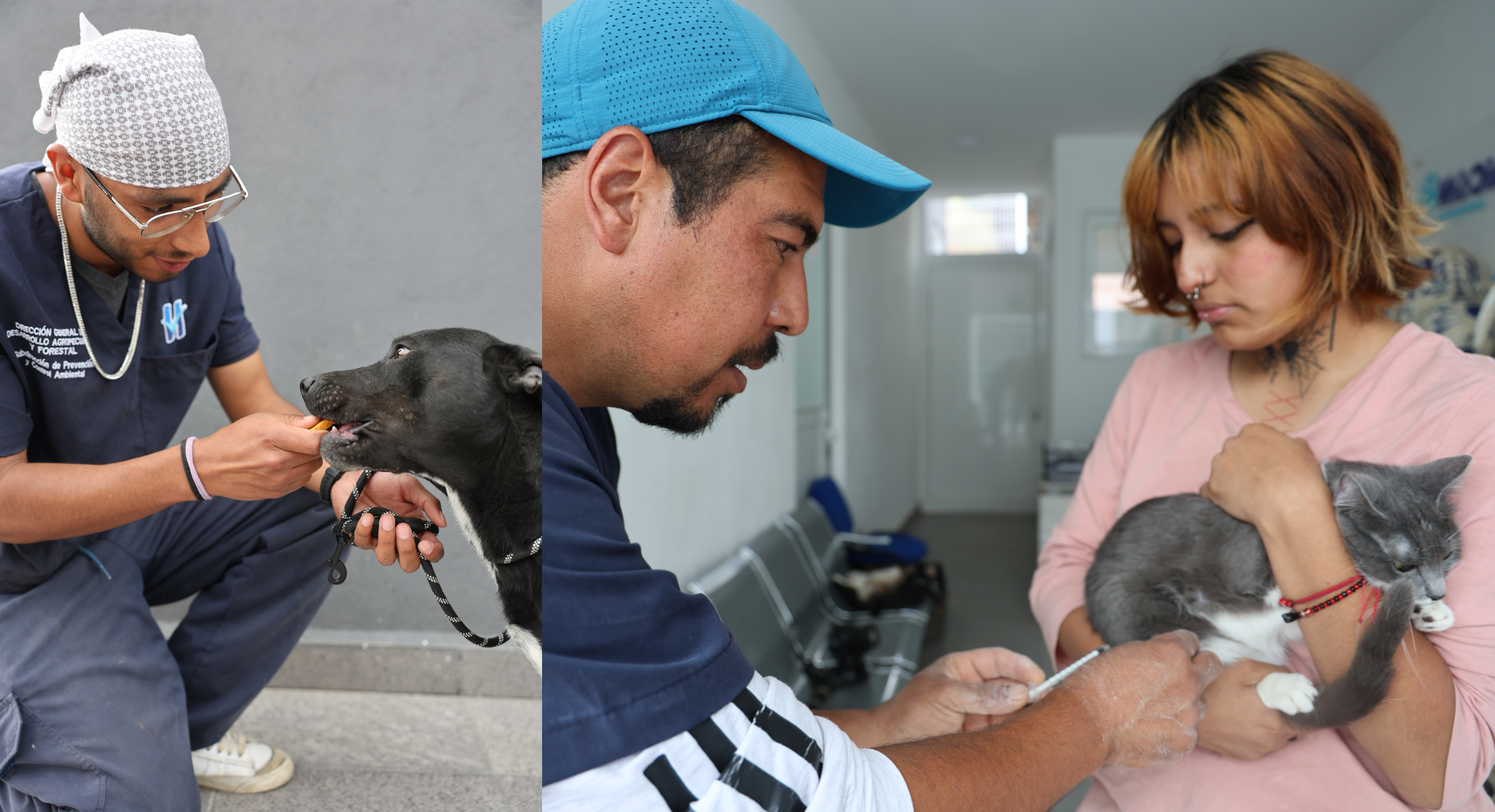 Canes y felinos con mejor vida por atenciones de Huixquican, gobierno de Huixquilucan