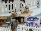 Rescatan perros y los colocan en familias responsables en Huixquilucan