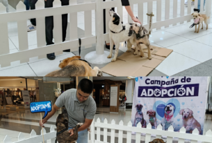 Rescatan perros y los colocan en familias responsables en Huixquilucan