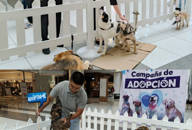 Rescatan perros y los colocan en familias responsables en Huixquilucan